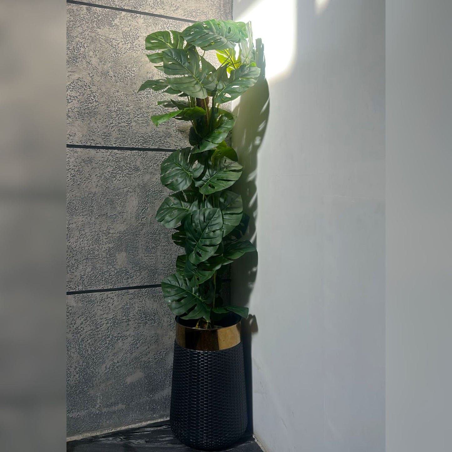 5.5 ft Artificial Swiss Cheese Plant with Coconut Husk – Premium Indoor Floor Décor