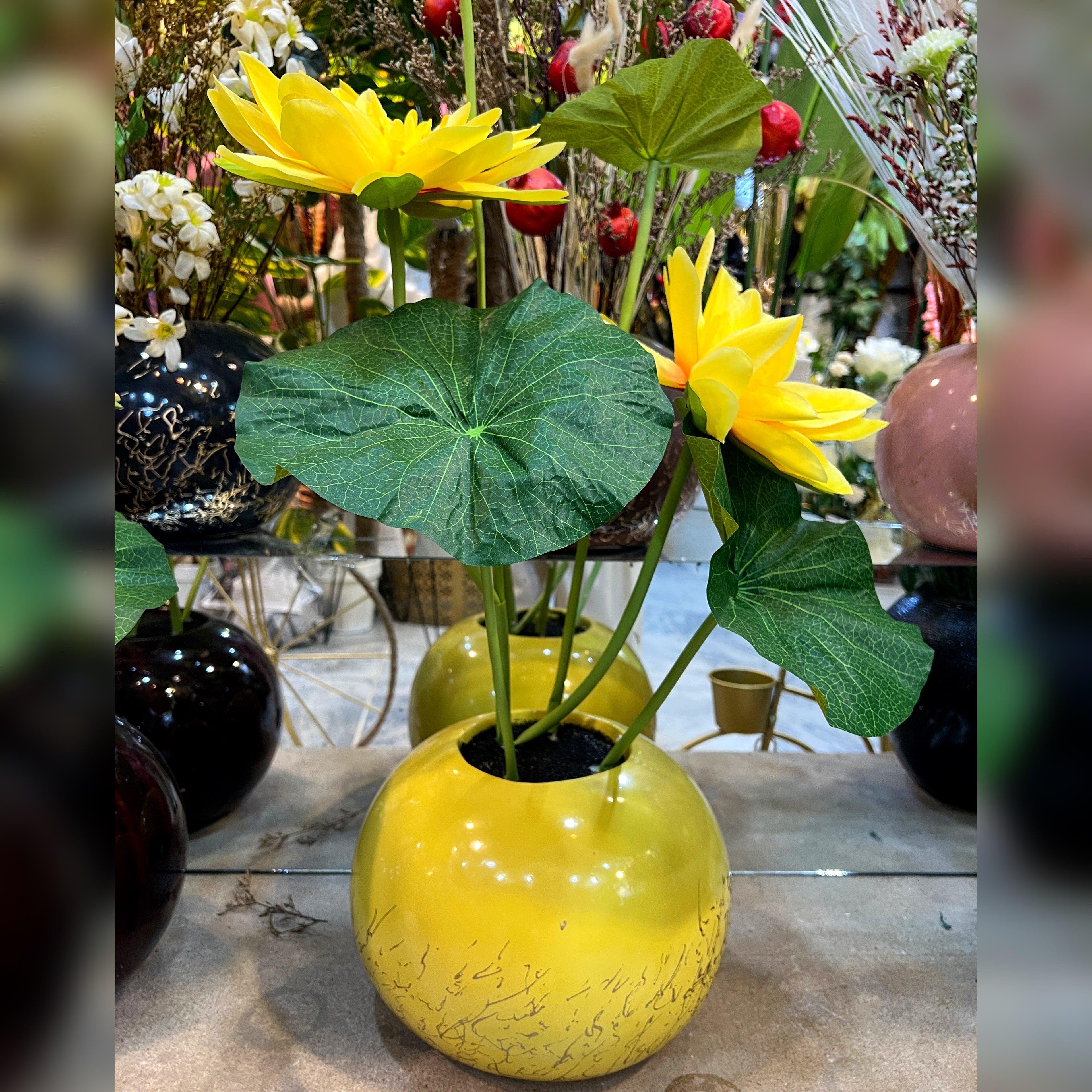 Lotus Lily Flower Plant in Chalk Pot