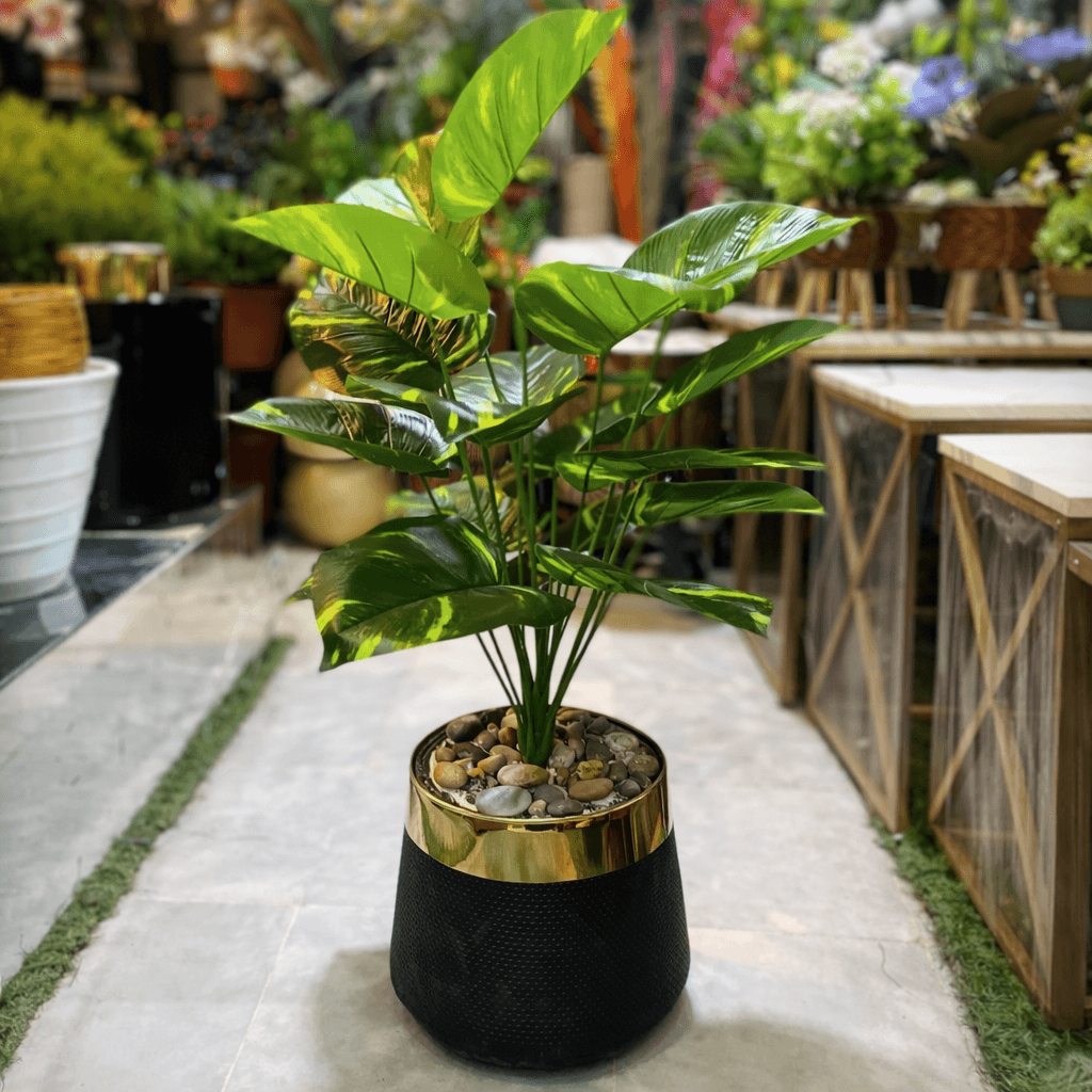 17 Leaf Money Plant with planter