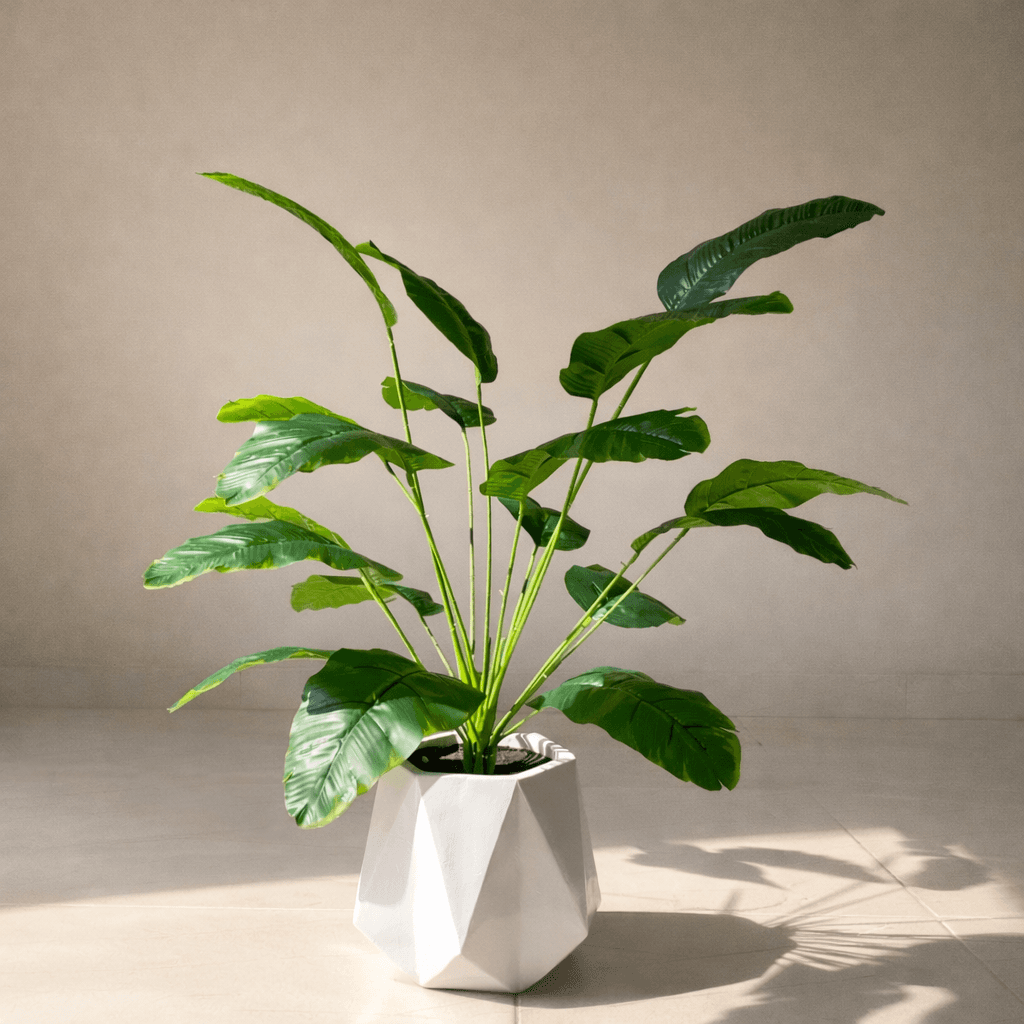Diamond Planter with Banana Plant