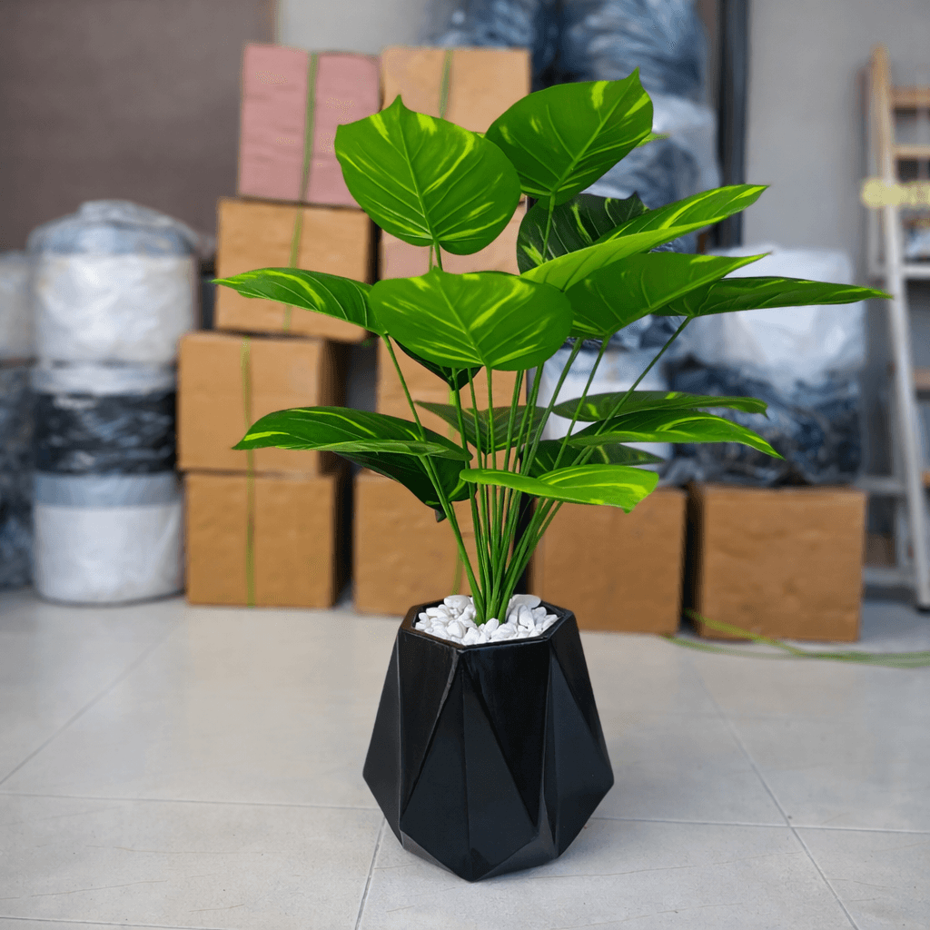 Diamond Planter with Money Plant