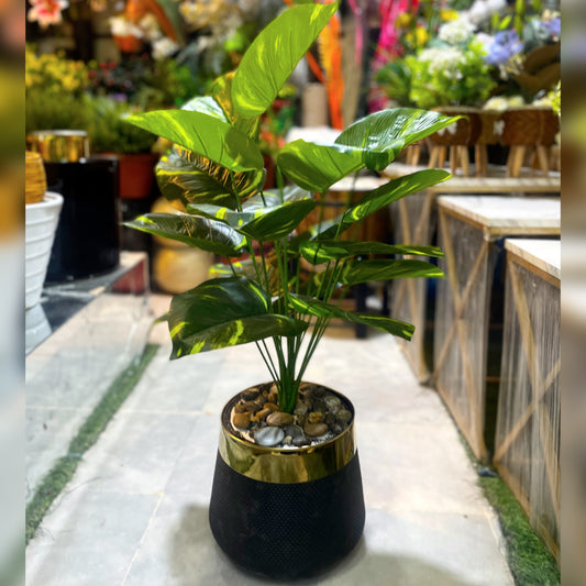 17-Leaf Money Plant | 3 ft height
