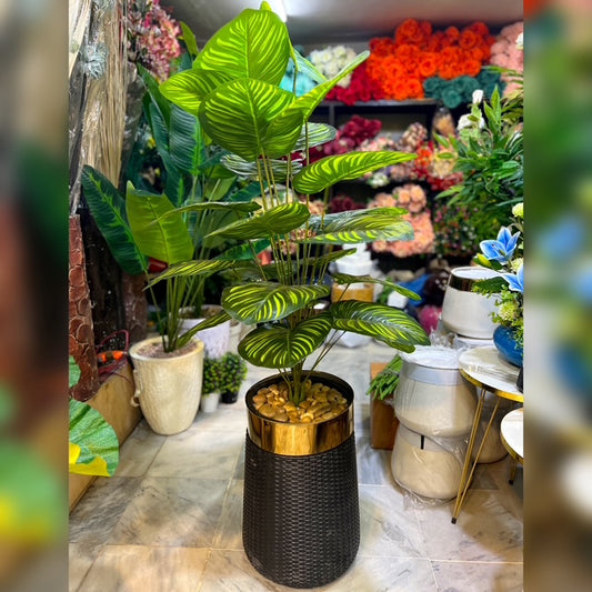 5 ft Tall Money Plant